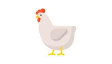 Lowongan Kerja Admin – Tukang Potong & Delivery di Rumah Pemotongan Ayam 21 - Yogyakarta